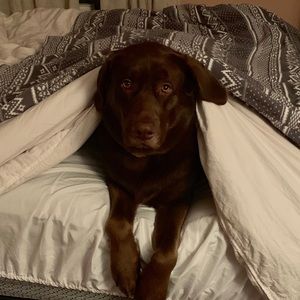 Meet your Posher, Anna